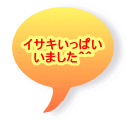 イサキいっぱい いました^^