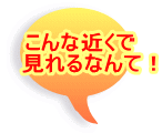 こんな近くで 見れるなんて!