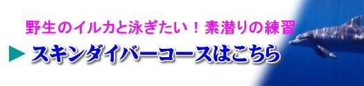 スキンダイバーコースはこちら