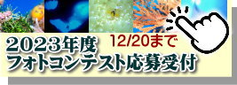 水中フォトコンテスト