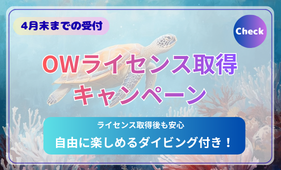 dive kansai with English