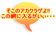 �����̃A�J�N���Q��!! ���̖Ԃɓ��邪�����E�E�E