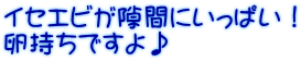 イセエビが隙間にいっぱい！ 卵持ちですよ♪