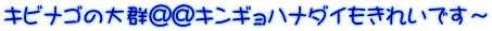 キビナゴの大群＠＠キンギョハナダイもきれいです～