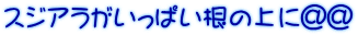 スジアラがいっぱい根の上に＠＠