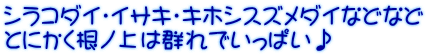シラコダイ・イサキ・キホシスズメダイなどなど とにかく根ノ上は群れでいっぱい♪