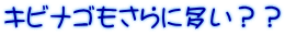 キビナゴもさらに多い？？