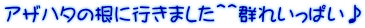 アザハタの根に行きました＾＾群れいっぱい♪