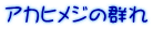 アカヒメジの群れ