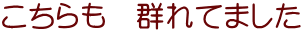 こちらも　群れてました