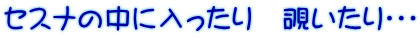 セスナの中に入ったり　覗いたり・・・