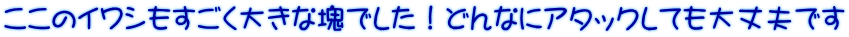 ここのイワシもすごく大きな塊でした！どんなにアタックしても大丈夫です