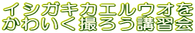 イシガキカエルウオを かわいく撮ろう講習会