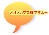 オオメカマス群ですよー