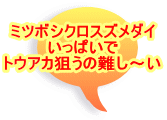 ミツボシクロスズメダイ いっぱいで トウアカ狙うの難し～い