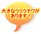 大きなウミウチワが あります！