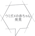 ウミガメの赤ちゃん 発見