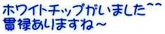 ホワイトチップがいました＾＾ 貫禄ありますね～