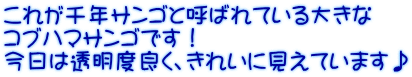 これが千年サンゴと呼ばれている大きな コブハマサンゴです！ 今日は透明度良く、きれいに見えています♪