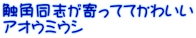 触角同志が寄っててかわいい アオウミウシ