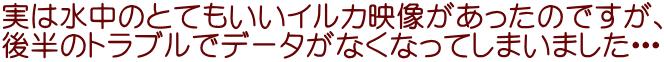 実は水中のとてもいいイルカ映像があったのですが、 後半のトラブルでデータがなくなってしまいました・・・