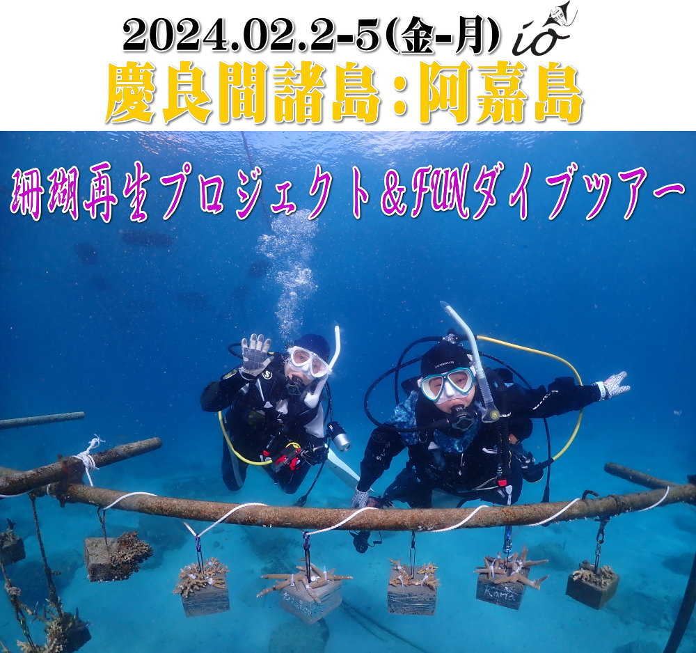 サンゴ再生移植_FUNダイビング_阿嘉島/イオ江坂