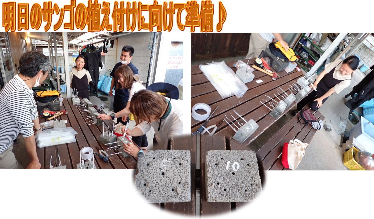 サンゴ再生移植_FUNダイビング_阿嘉島/イオ江坂