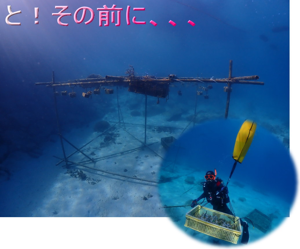 サンゴ再生移植_FUNダイビング_阿嘉島/イオ江坂