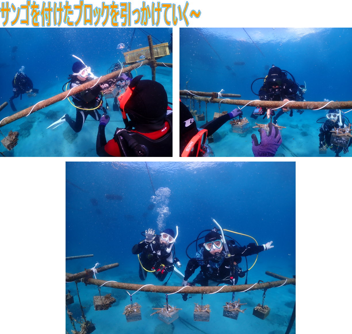 サンゴ再生移植_FUNダイビング_阿嘉島/イオ江坂