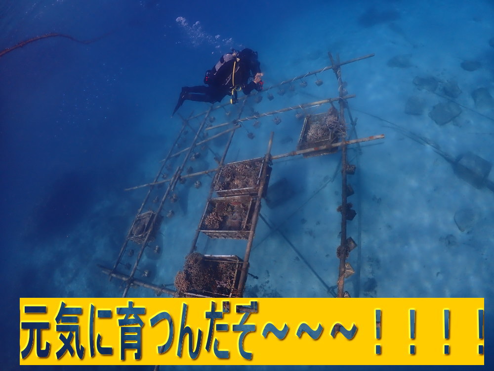 サンゴ再生移植FUNダイビング_阿嘉島/イオ江坂