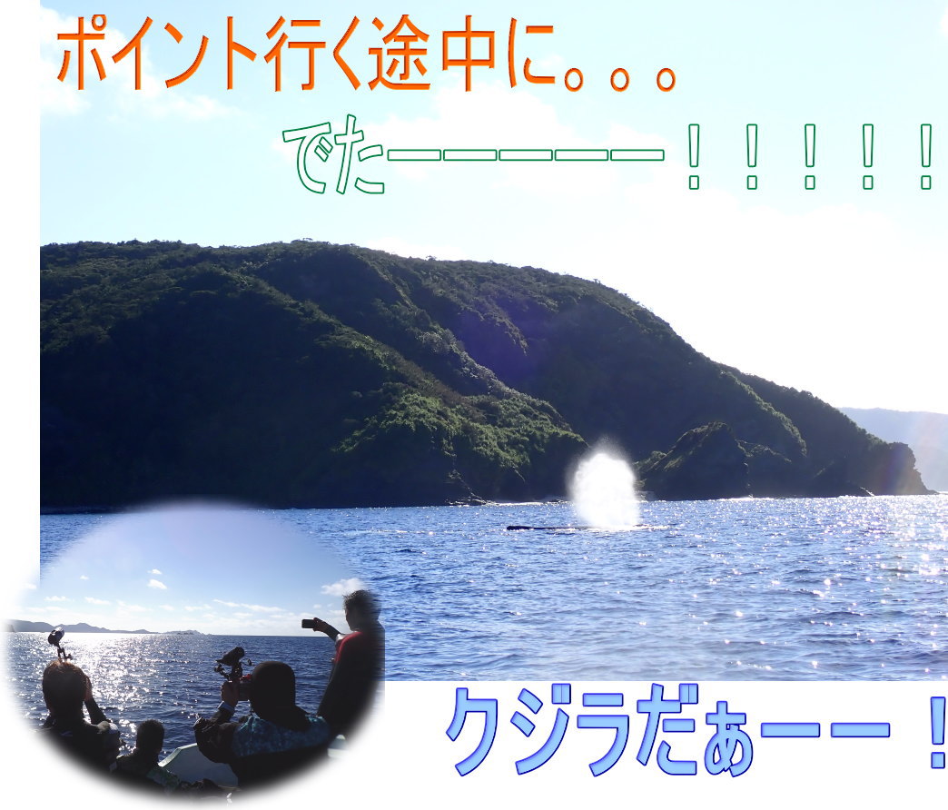 サンゴ再生移植_FUNダイビング_阿嘉島/イオ江坂