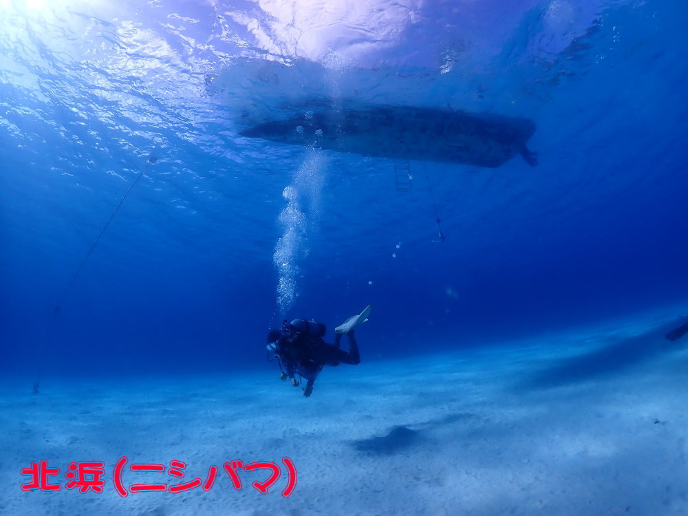 サンゴ再生移植_FUNダイビング_阿嘉島/イオ江坂