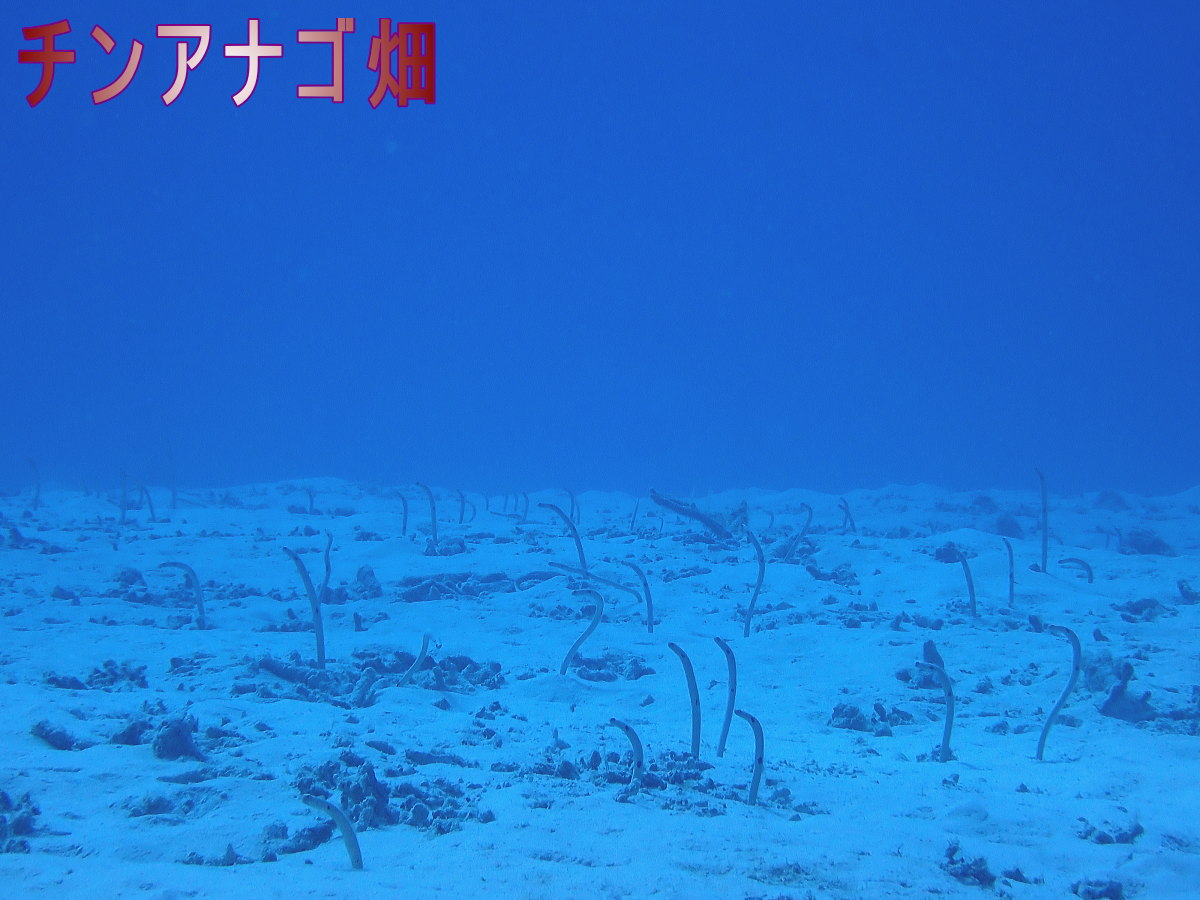 サンゴ再生移植_FUNダイビング_阿嘉島/イオ江坂