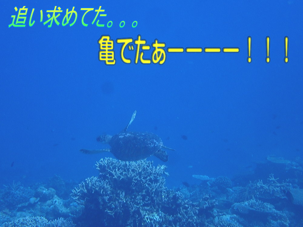 サンゴ再生移植_FUNダイビング_阿嘉島/イオ江坂