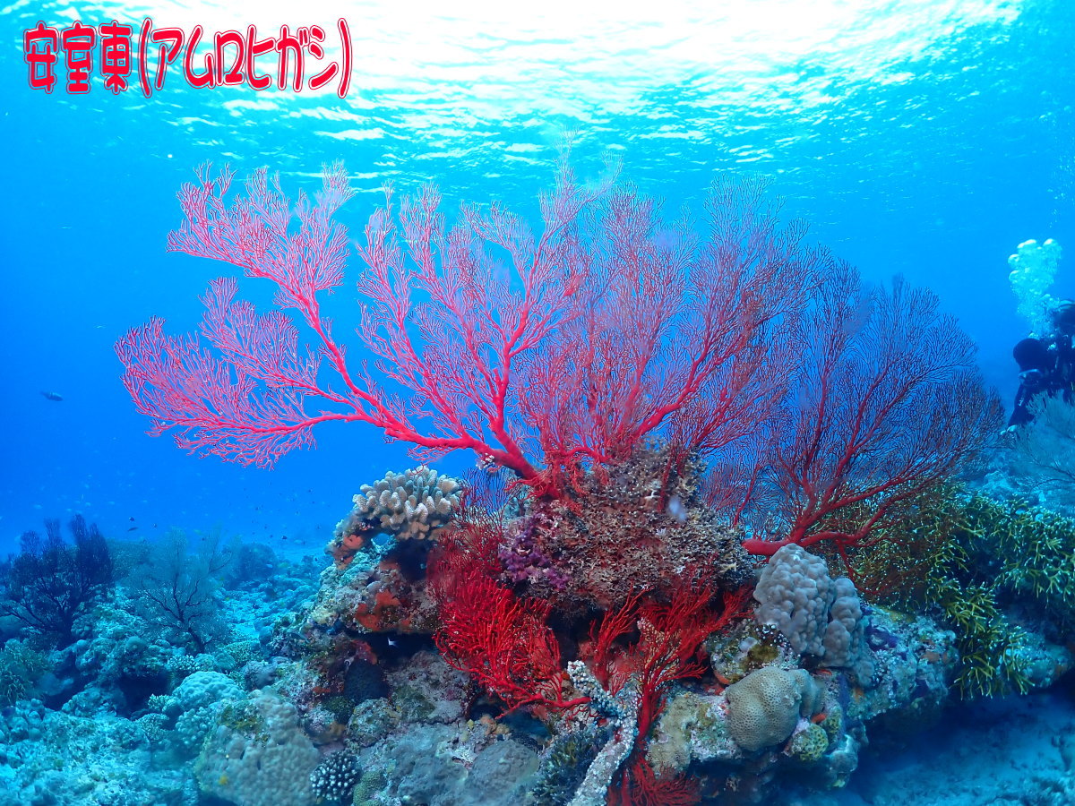 サンゴ再生移植_FUNダイビング_阿嘉島/イオ江坂