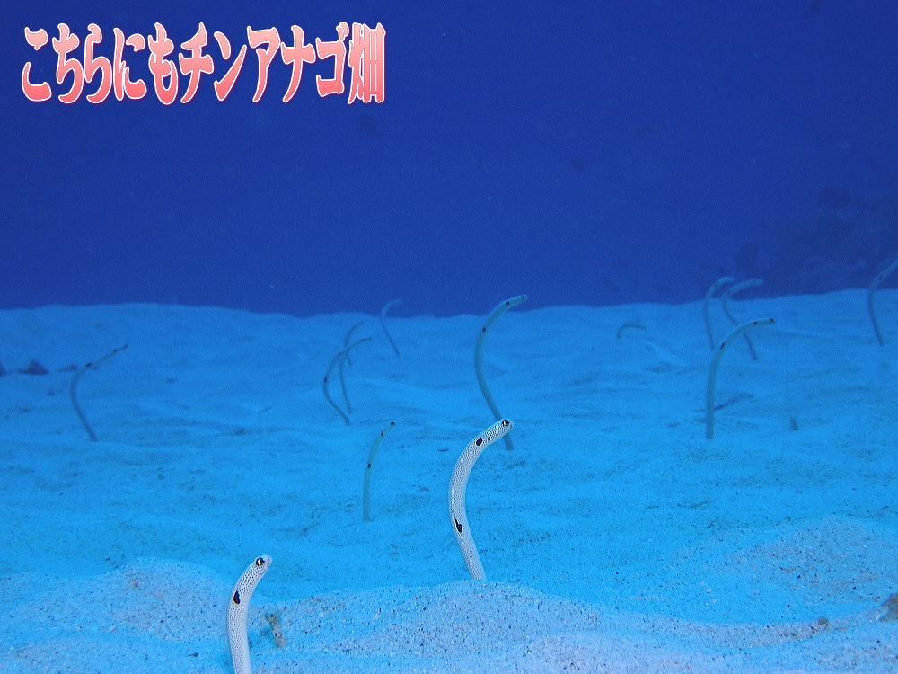 サンゴ再生移植_FUNダイビング_阿嘉島/イオ江坂