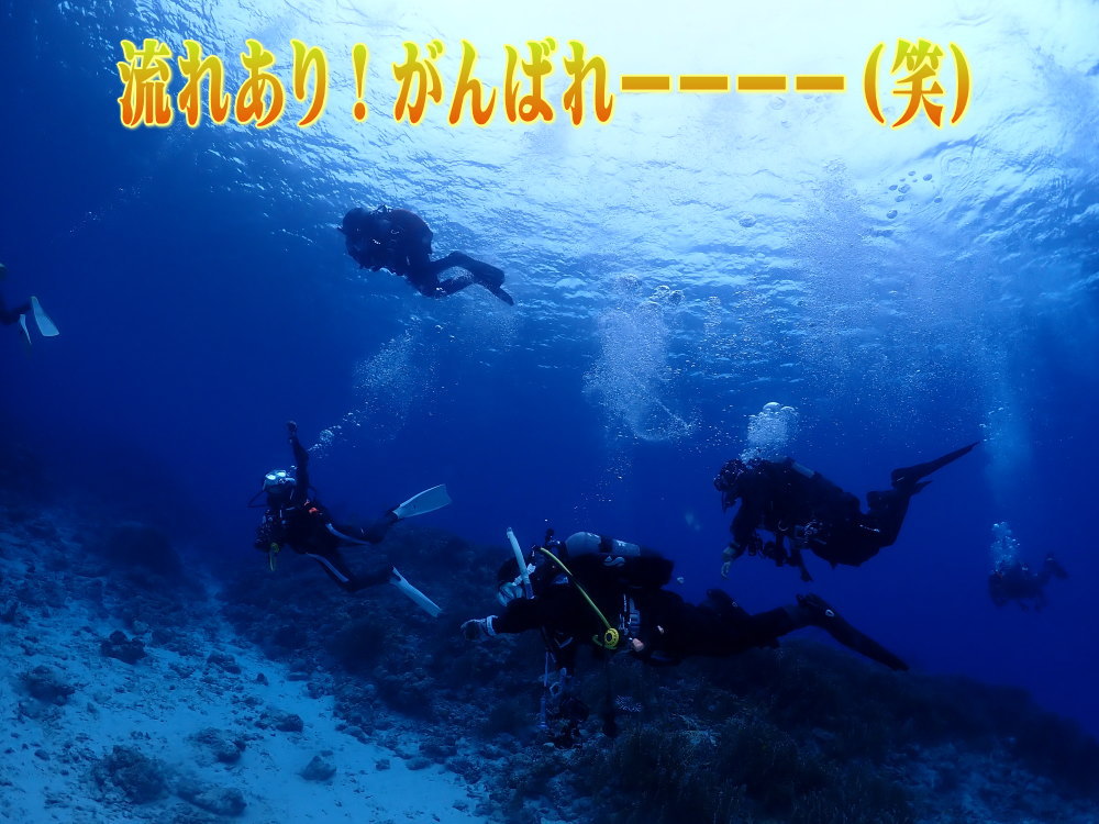 サンゴ再生移植_FUNダイビング_阿嘉島/イオ江坂