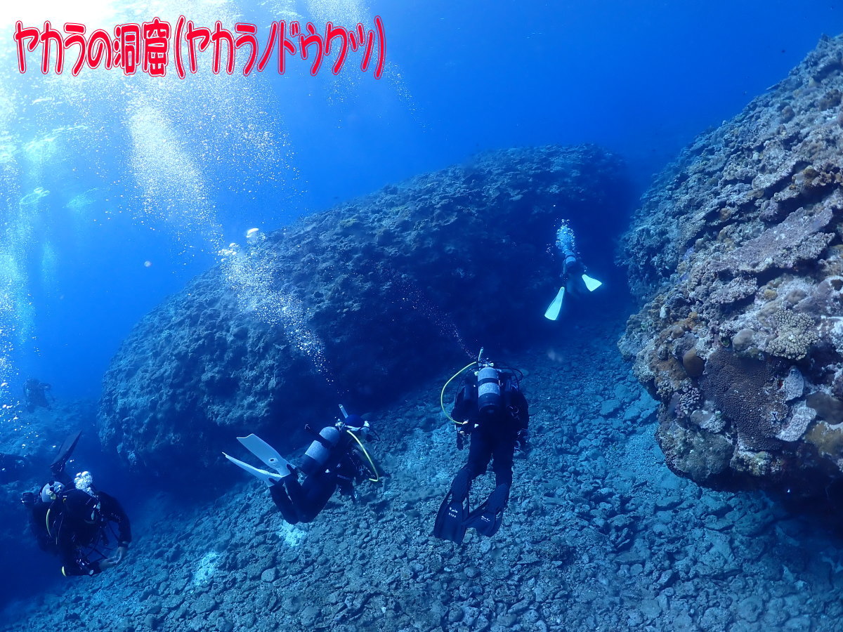 サンゴ再生移植_FUNダイビング_阿嘉島/イオ江坂