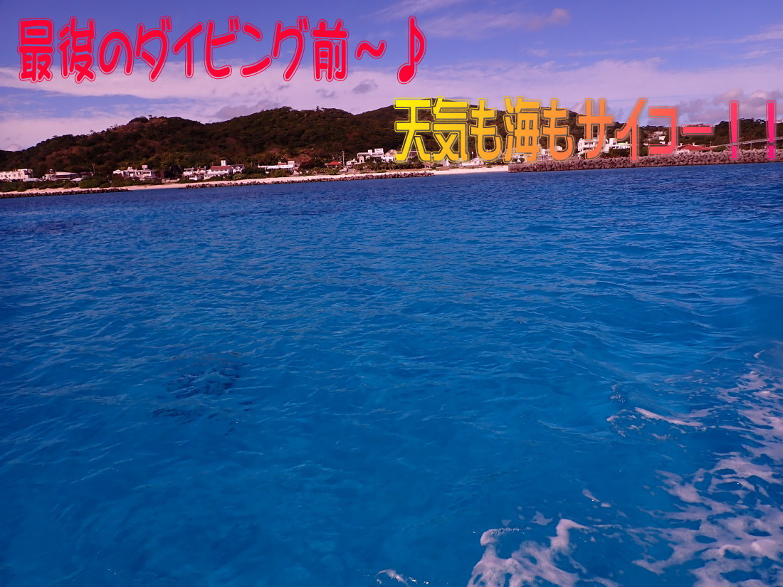 サンゴ再生移植_FUNダイビング_阿嘉島/イオ江坂