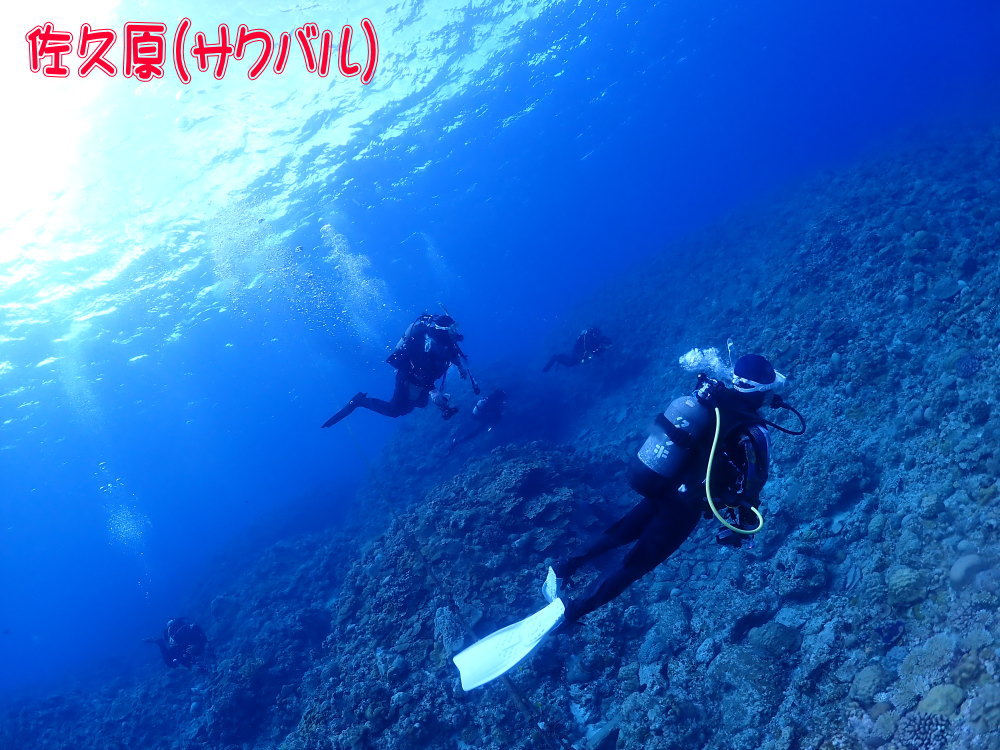 サンゴ再生移植_FUNダイビング_阿嘉島/イオ江坂