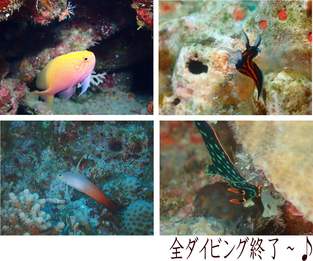サンゴ再生移植_FUNダイビング_阿嘉島/イオ江坂