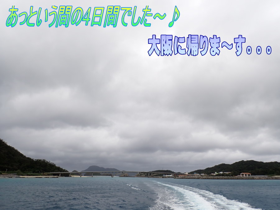 サンゴ再生移植_FUNダイビング_阿嘉島/イオ江坂