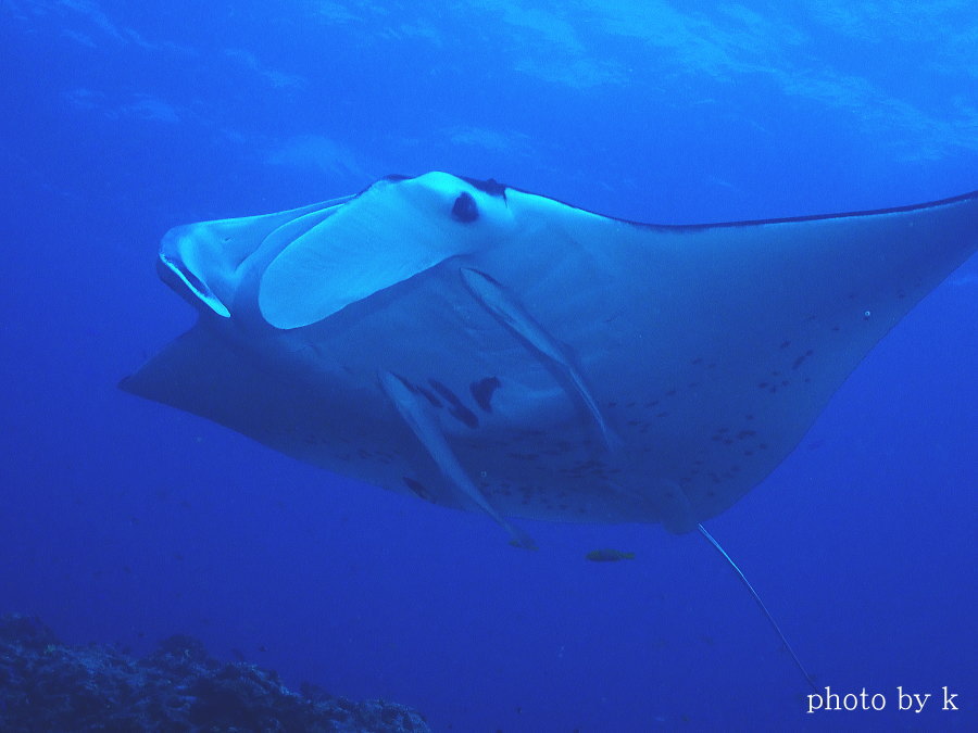 久米島ダイビング