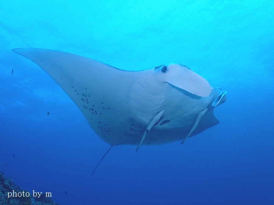 久米島ダイビング