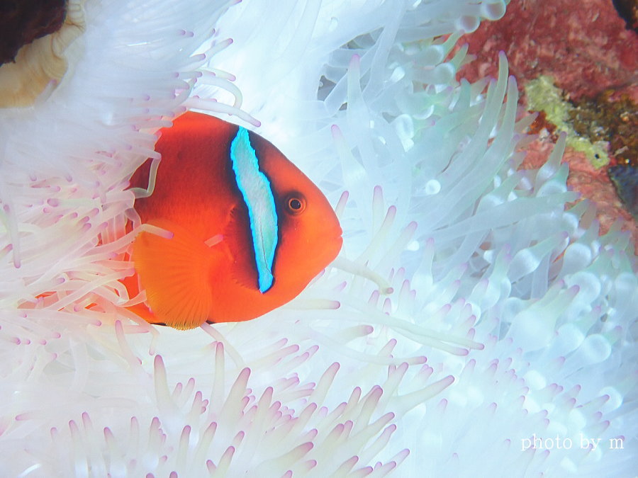 久米島ダイビング