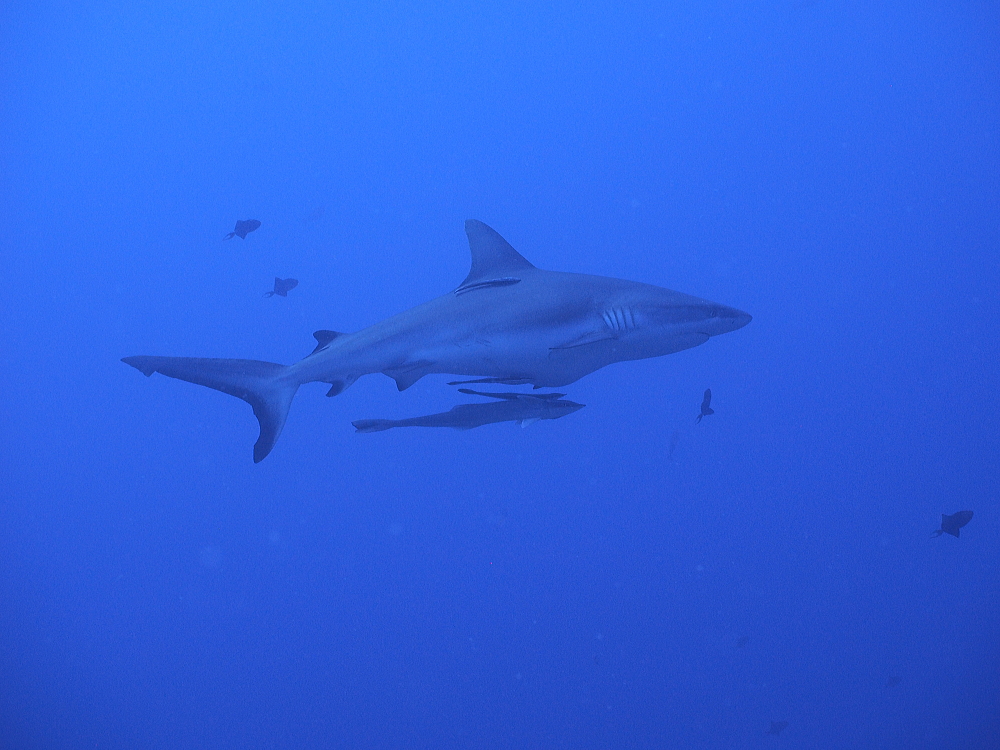 palau diving tour