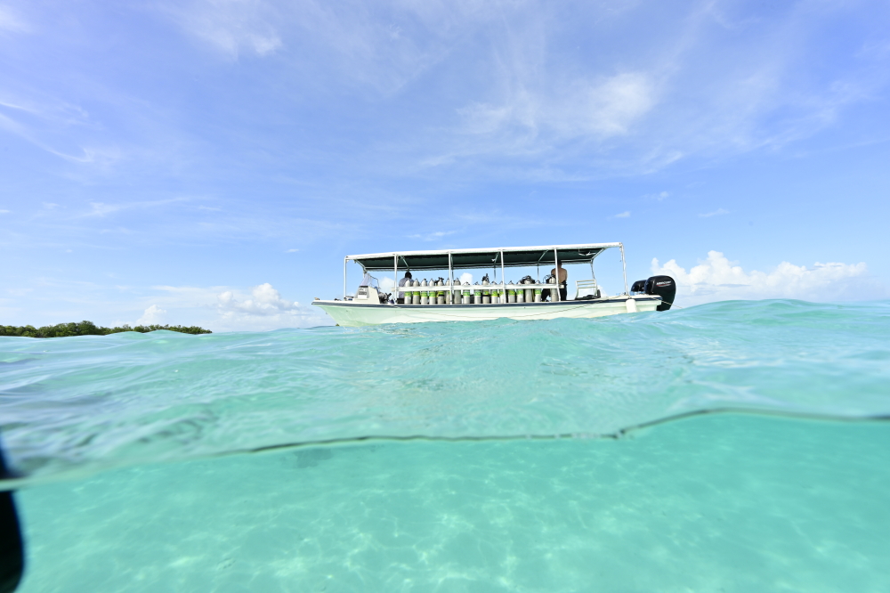 palau diving tour