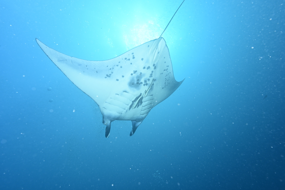 palau diving tour