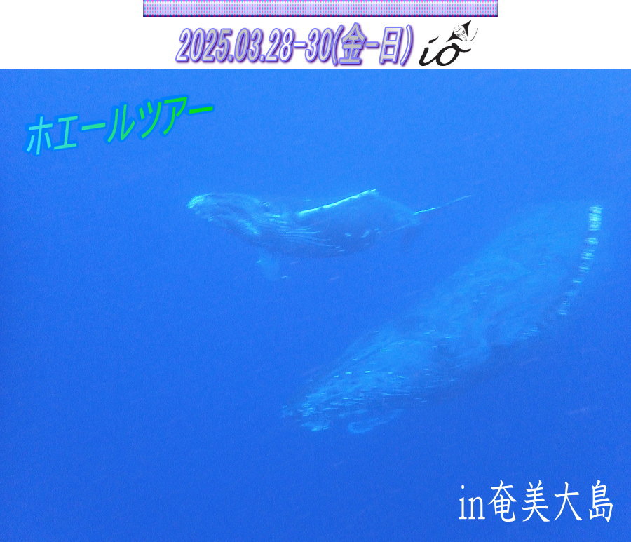 ホエールツアー