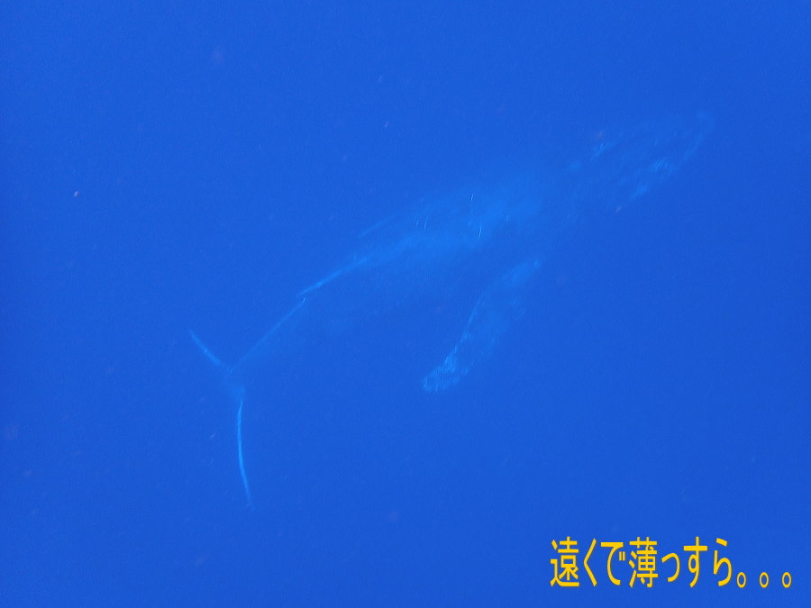 ホエールツアー